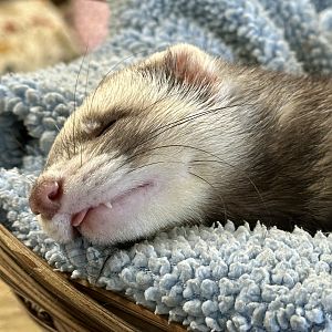 Ferret (Mustela furo)