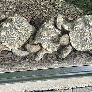 Leopard tortoise (Stigmochelys pardalis)