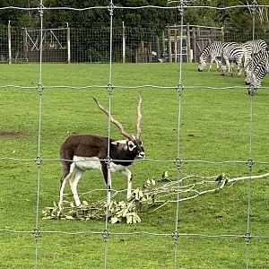 Indian antelope (Antilope cervicapra)