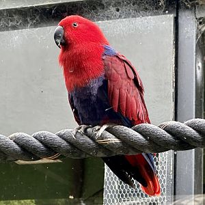 Eclectus parrot (Eclectus roratus)