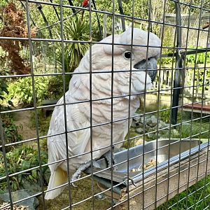Salmon-crested cockatoo (Cacatua moluccensis)