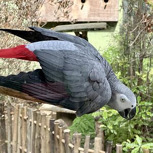 African grey parrot (Psittacus erithacus)