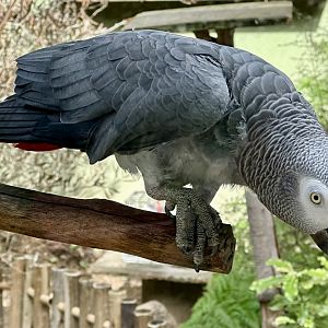 African grey parrot (Psittacus erithacus)
