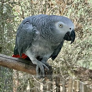 African grey parrot (Psittacus erithacus)