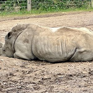 Zahra (Southern White Rhinoceros)