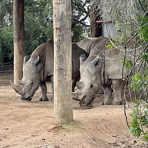 Moesha and Imani (Southern White Rhinoceros)