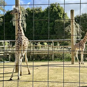 Masamba and Jabali (Giraffe)