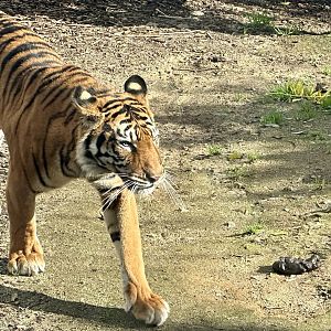 Sali (Sumatran Tiger)