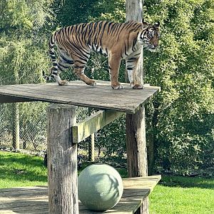 Sali (Sumatran Tiger)