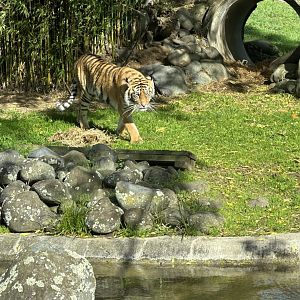 Andalas (16 Months Old)