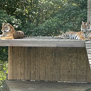 Kirana and Andalas (Mother and Daughter)