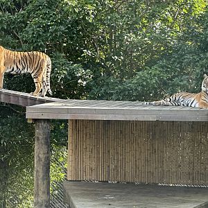 Kirana and Andalas (Mother and Daughter)