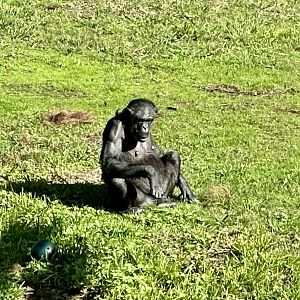 Sanda (Pregnant Chimpanzee)