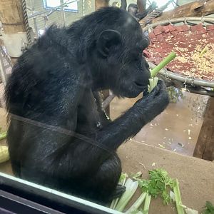 Sanda (Pregnant Chimpanzee)