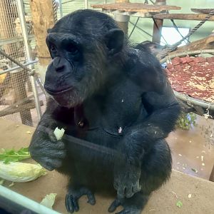 Sanda (Pregnant Chimpanzee)