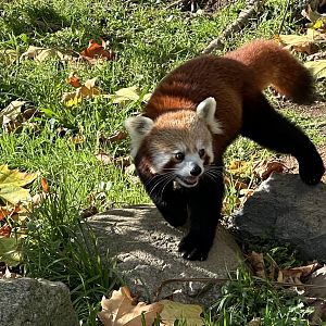 Nepalese red panda (Ailurus fulgens fulgens)