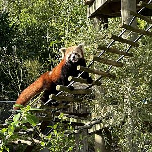 Nepalese red panda (Ailurus fulgens fulgens)