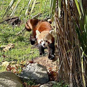 Nepalese red panda (Ailurus fulgens fulgens)