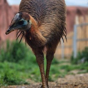 Cassowary ID