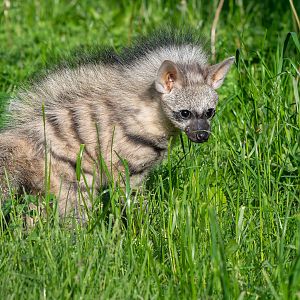 Southern aardwolf (Proteles cristata cristata)