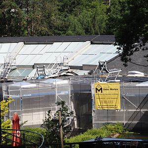 Great ape house roof renovations, 2025-05-30