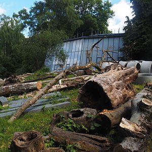 Rivers of Sulawesi (Babirusa and Asian small-clawed otter exhibit) construction, 2025-05-30