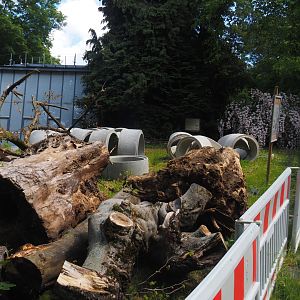 Rivers of Sulawesi (Babirusa and Asian small-clawed otter exhibit) construction, 2025-05-30