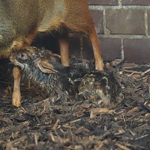 Newborn Southern pudu (Pudu puda) fawn, 2025-05-30