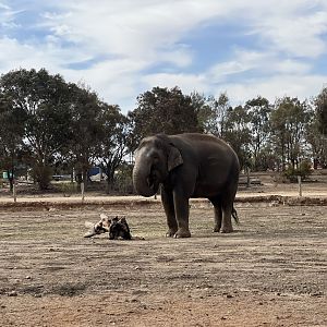 Asian Elephant ‘Pak Boon’