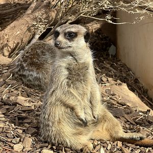 Meerkat