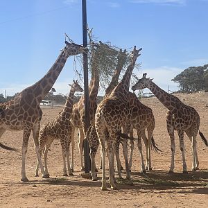 ‘Tower’ of Giraffe Browsing