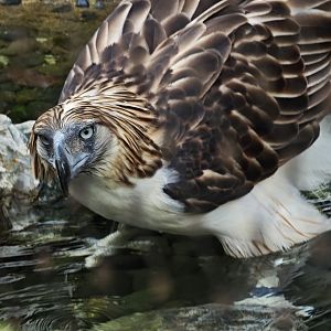 Philippine Eagle (Pithecophaga jefferyi)