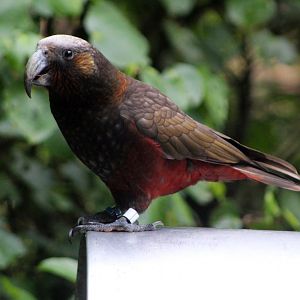 North Island Kaka
