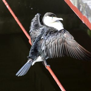 Pied Shag