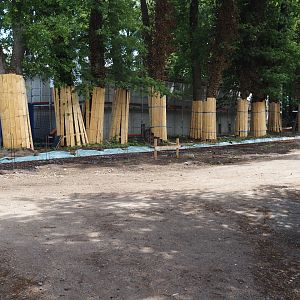 New Amur leopard exhibit construction, 2025-05-23