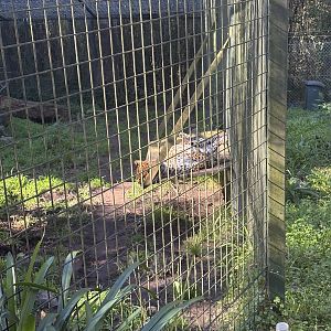 Chatura the Sri Lankan Leopard