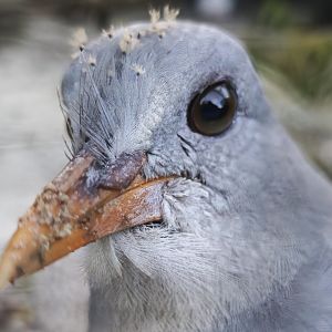 Kagu (Rhynochetos jubatus)