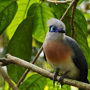 Crested Coua (Coua cristata)