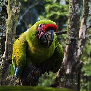 Great Green Macaw (Ara ambiguus)