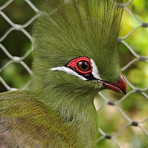 Guinea Turaco (Tauraco persa)