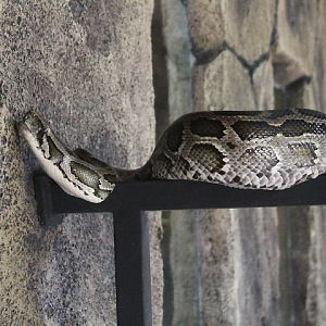 Burmese python (Python bivittatus) - Semarang Zoo