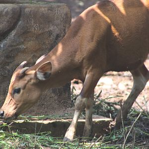 Bali cattle (Bos javanicus domesticus) - Semarang Zoo