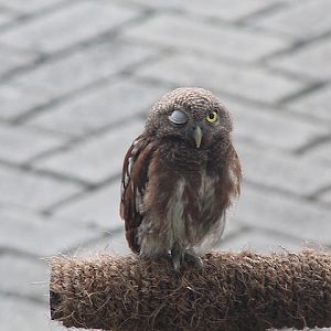Javan owlet (Glaucidium castanopterum)