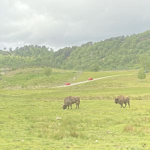 European bison