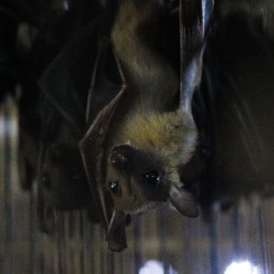 Common dawn bat (Eonycteris spelaea spelaea)