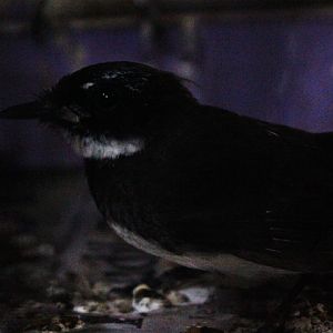 Sunda pied fantail (Rhipidura javanica javanica)