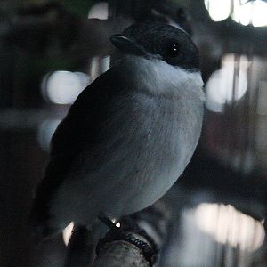 Black-winged flycatcher-shrike (Hemipus hirundinaceus)