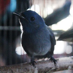 Javan black-naped monarch (Hypothymis azurea javana)