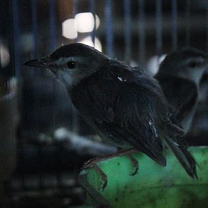 Sooty-capped babbler (Malacopteron affine affine)