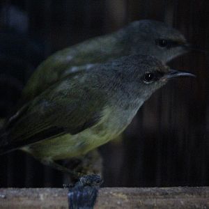 West Javan grey-throated white-eye (Heleia javanica frontalis)
